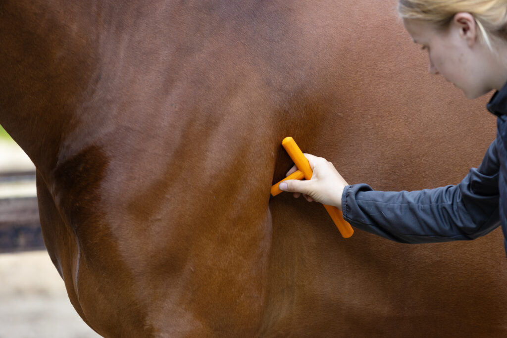 Aanvraag behandeltraject paard
