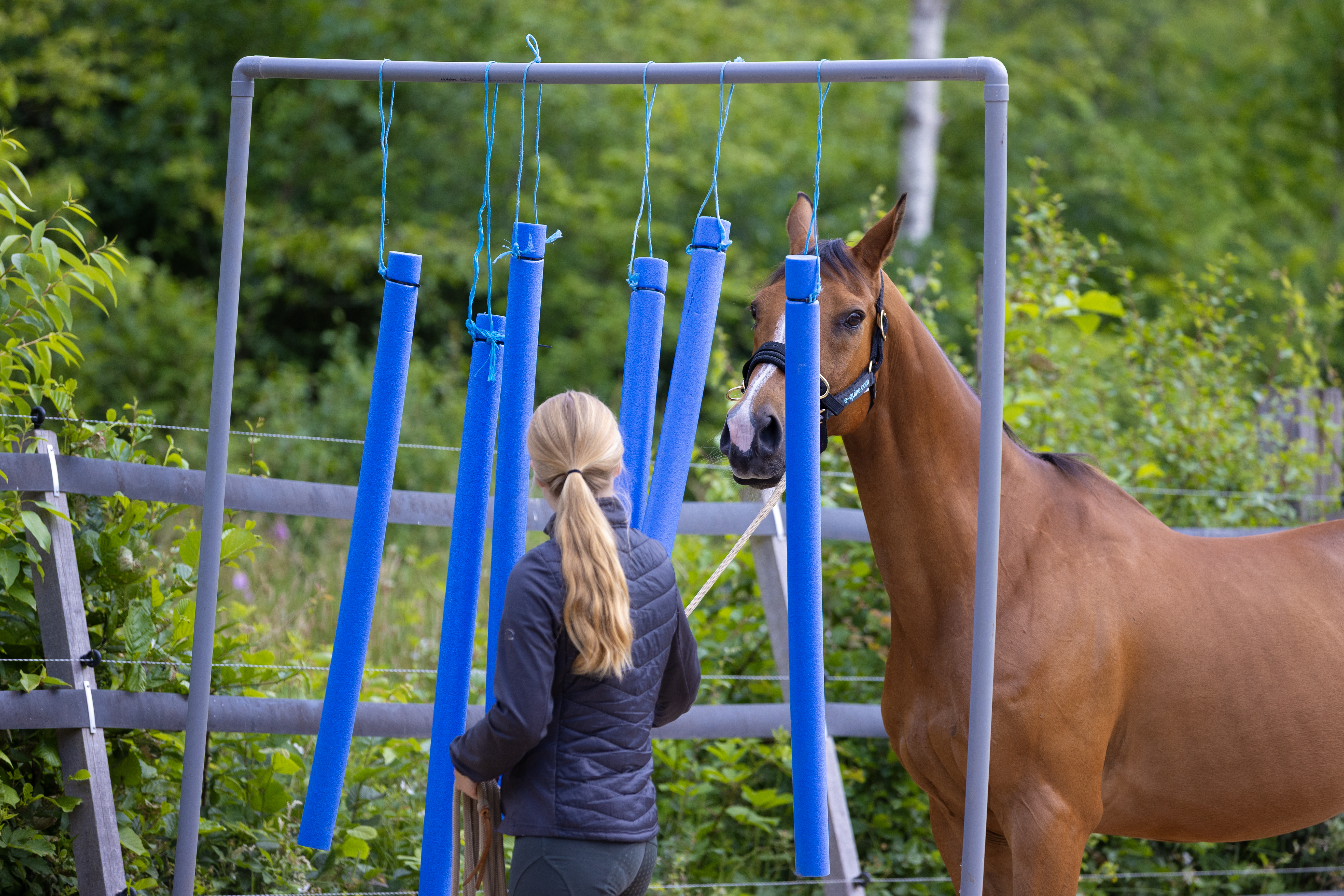 schrik- en obstakeltraining paard