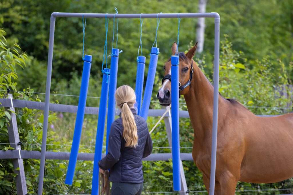 Workshops met paard