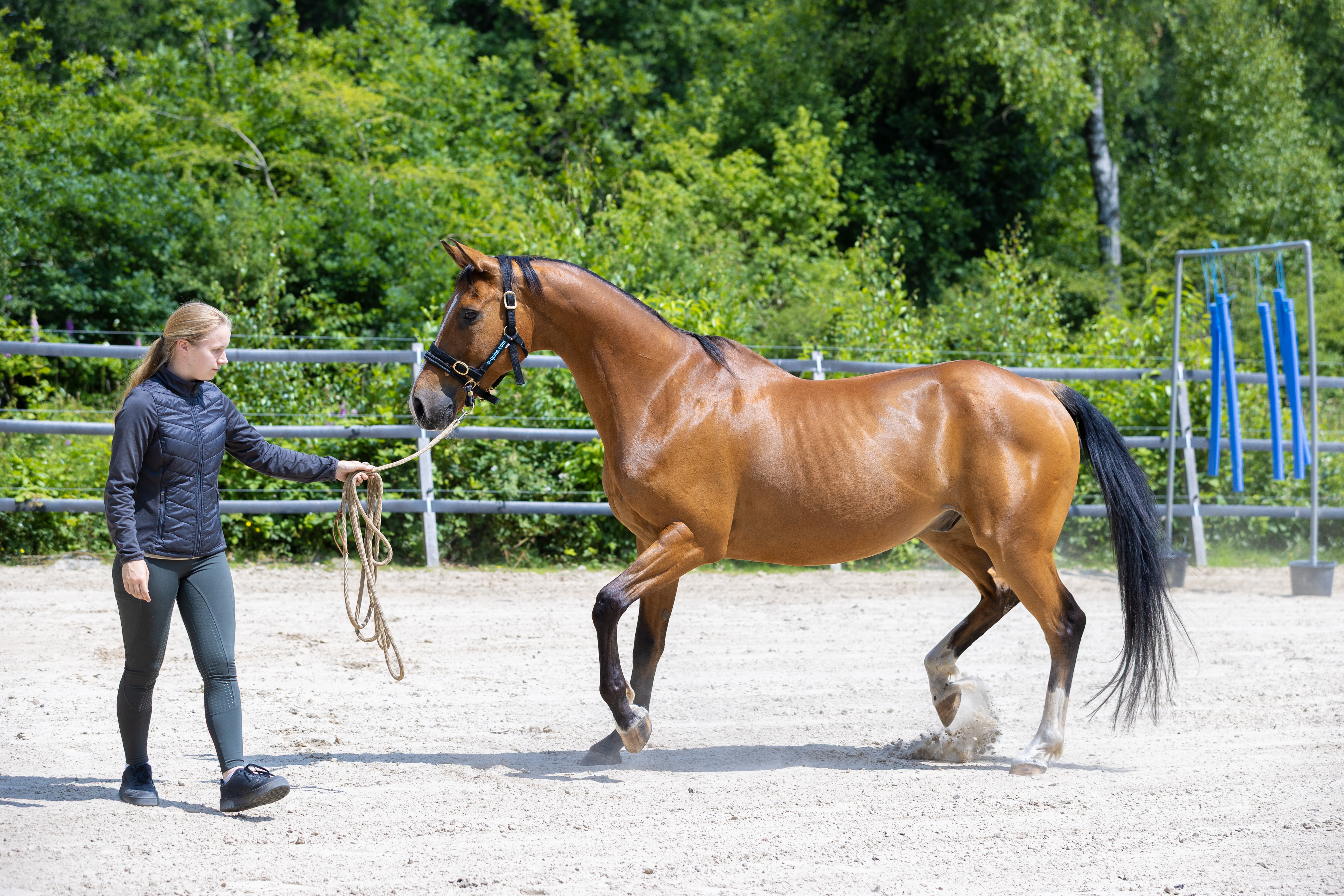 Uitdagend gedrag paard