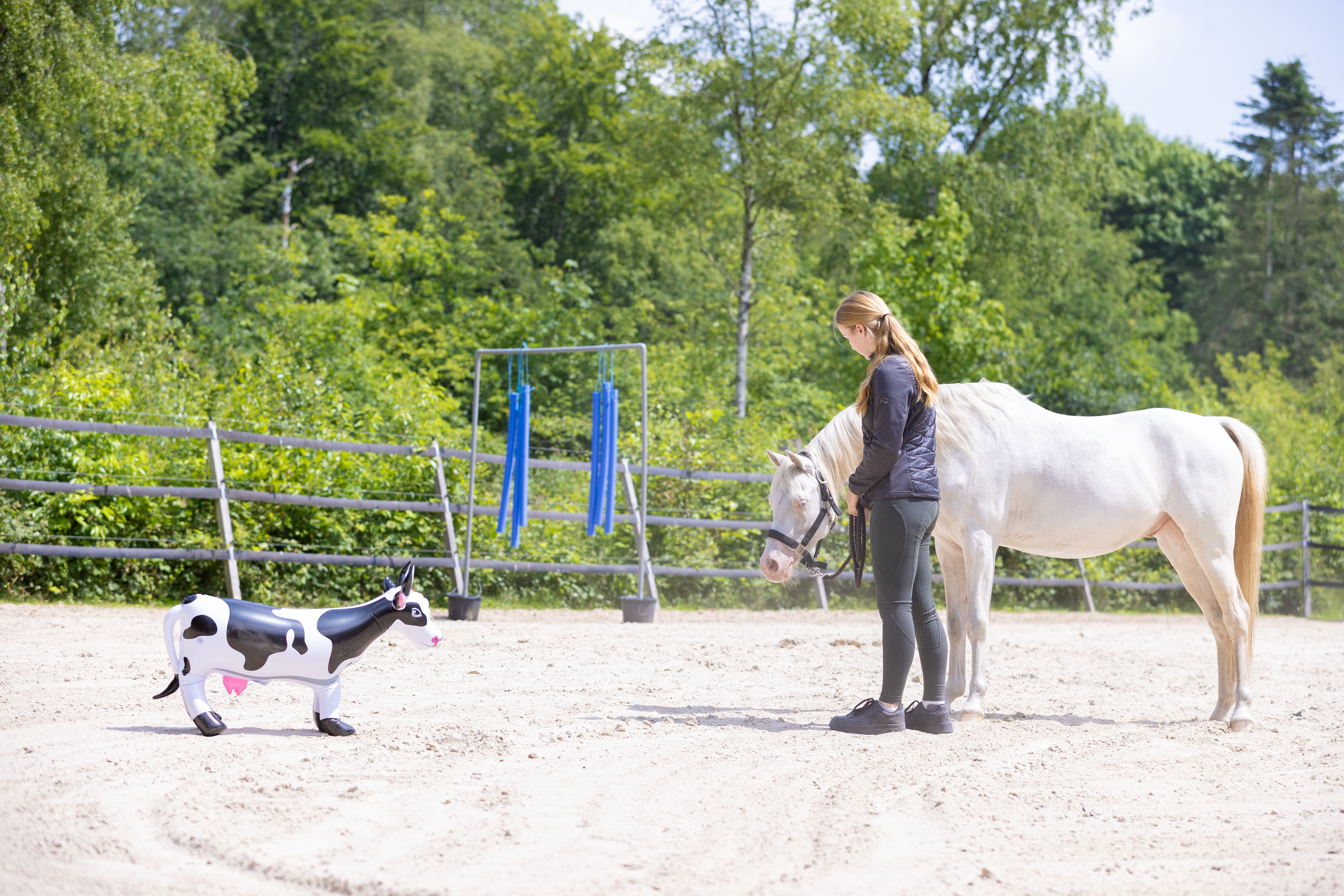 Uitdagend gedrag paard