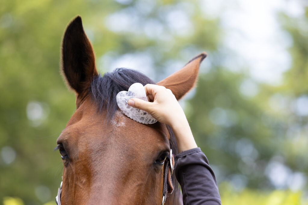 Guasha voor paarden
