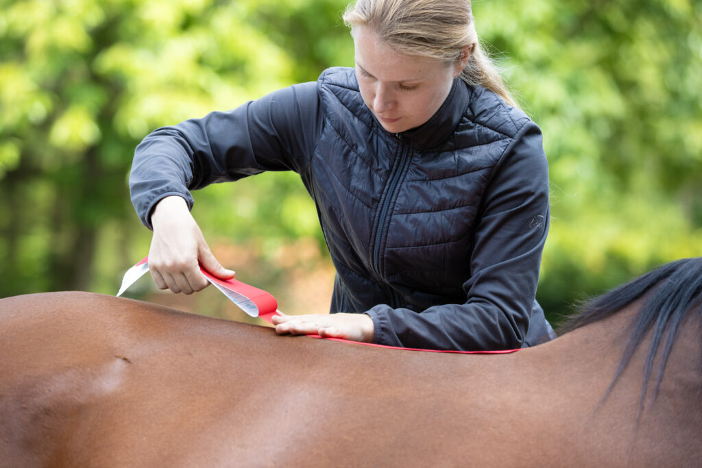 Taping voor paarden