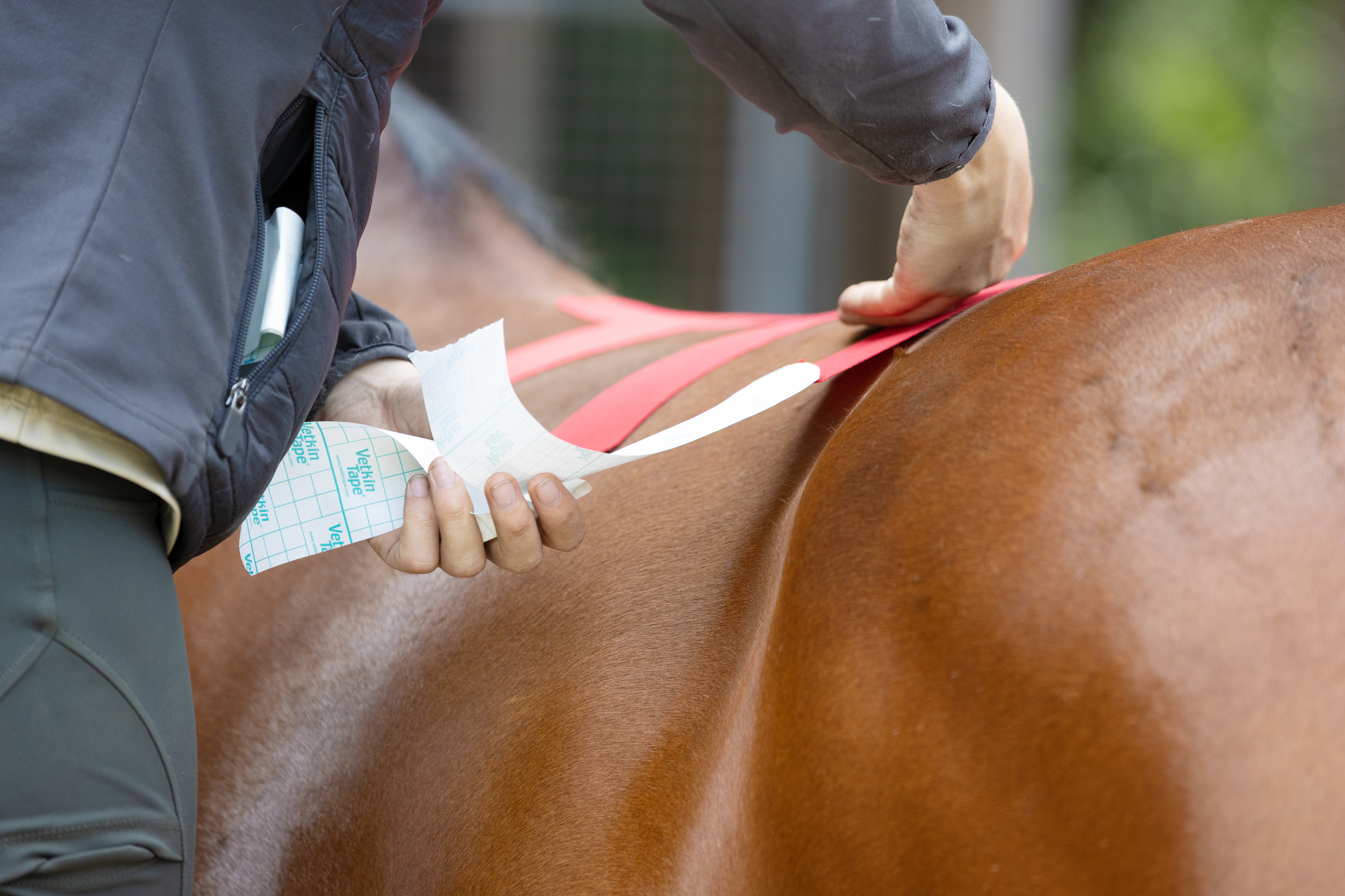 Taping voor paarden
