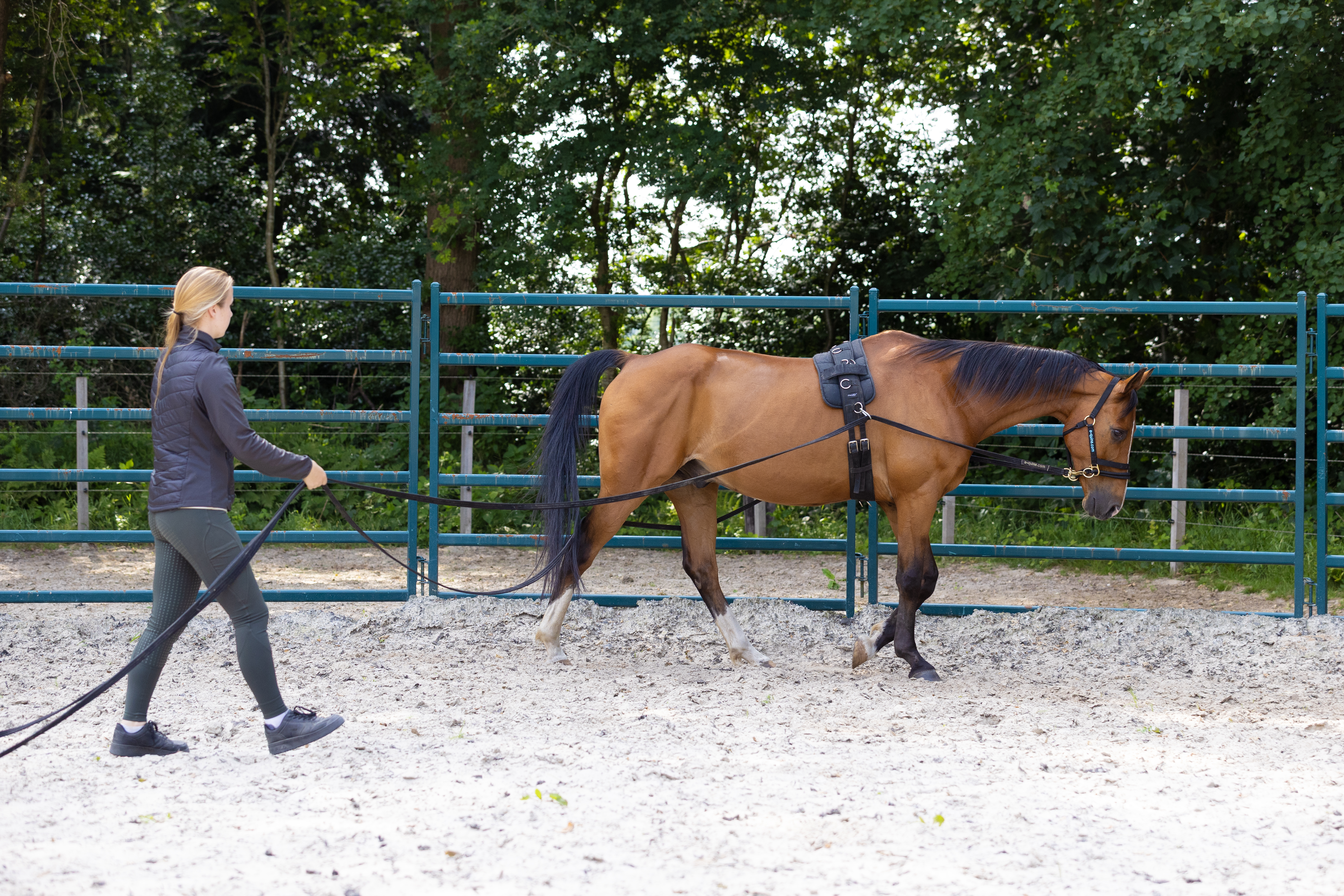 Basisvaardigheden paard